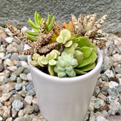 SUCCULENT ARRANGEMENT
