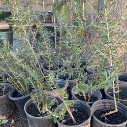 Olive Trees One And A Half Foot Tall $15 Each