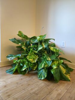 HANGING GIANT/BIG LEAF Hawaiian Golden Pothos Live Indoor Plant Pot Well Rooted and Mature Thick Long Vines
