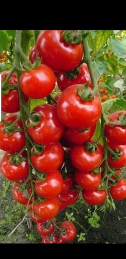 Organic cherry tomatoes plant