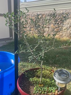 Arbequina olive trees 2 of them  either 30 each or 2 for 50