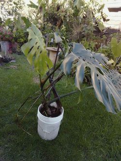 Planta Mostera