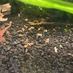 Assassin 🐌