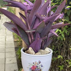 Pretty Purple Plants In A Pot 