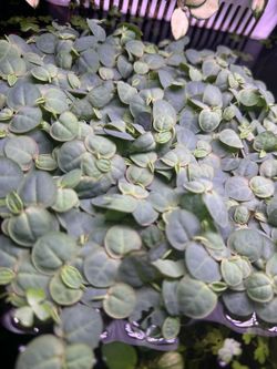 Red Root Floaters