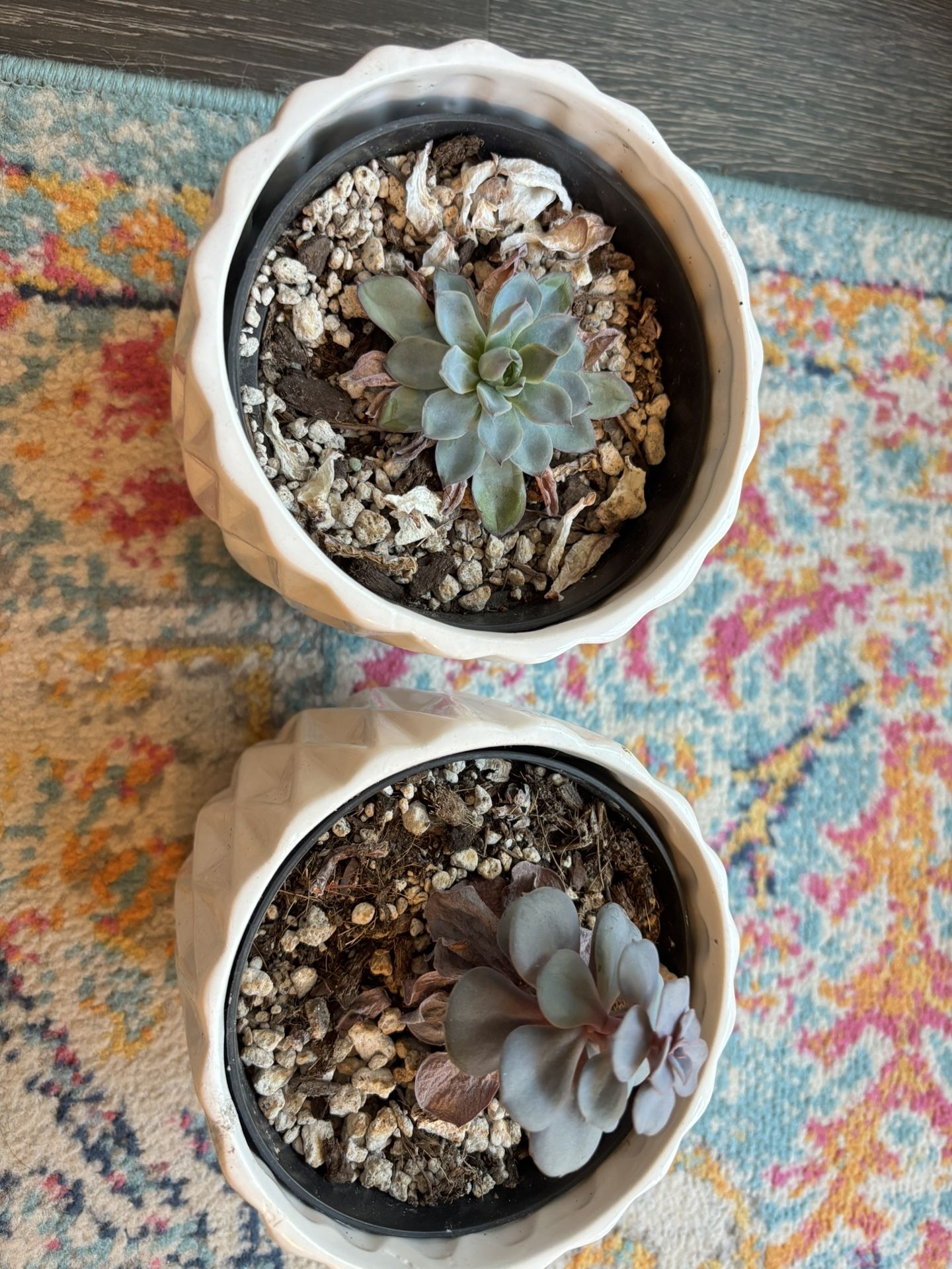 2 Pack Succulents 