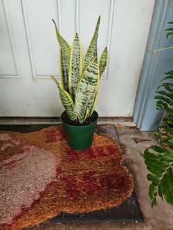 Sanseveria 