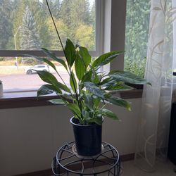Spathiphyllum House Plant. Sammamish, Beaver Lake