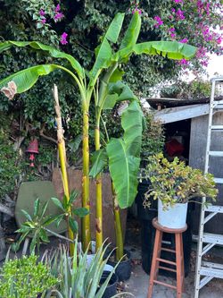 Plantas de plátano burro mide 6 pies de alto $20 each