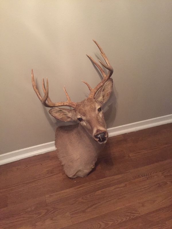 2 deer heads for sale. 1 for 90, or both for 160. Must come and pick