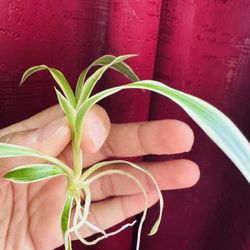 Baby Spider Plant
