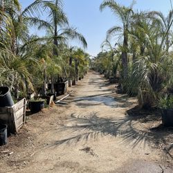 Attention: Nursery’s, Landcaping Company, Maintenance People!! Great Deals Different Kind Of Palms