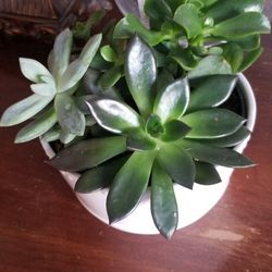 Healthy Succulents With Ceramic Pot