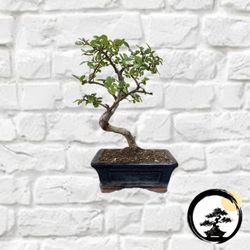 Beautiful Starter Bonsai Trees – $40 and Up 