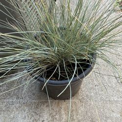 Blue Grass !!!5- Each 