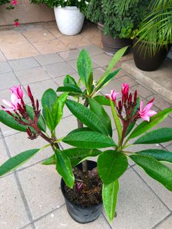 Plumeria