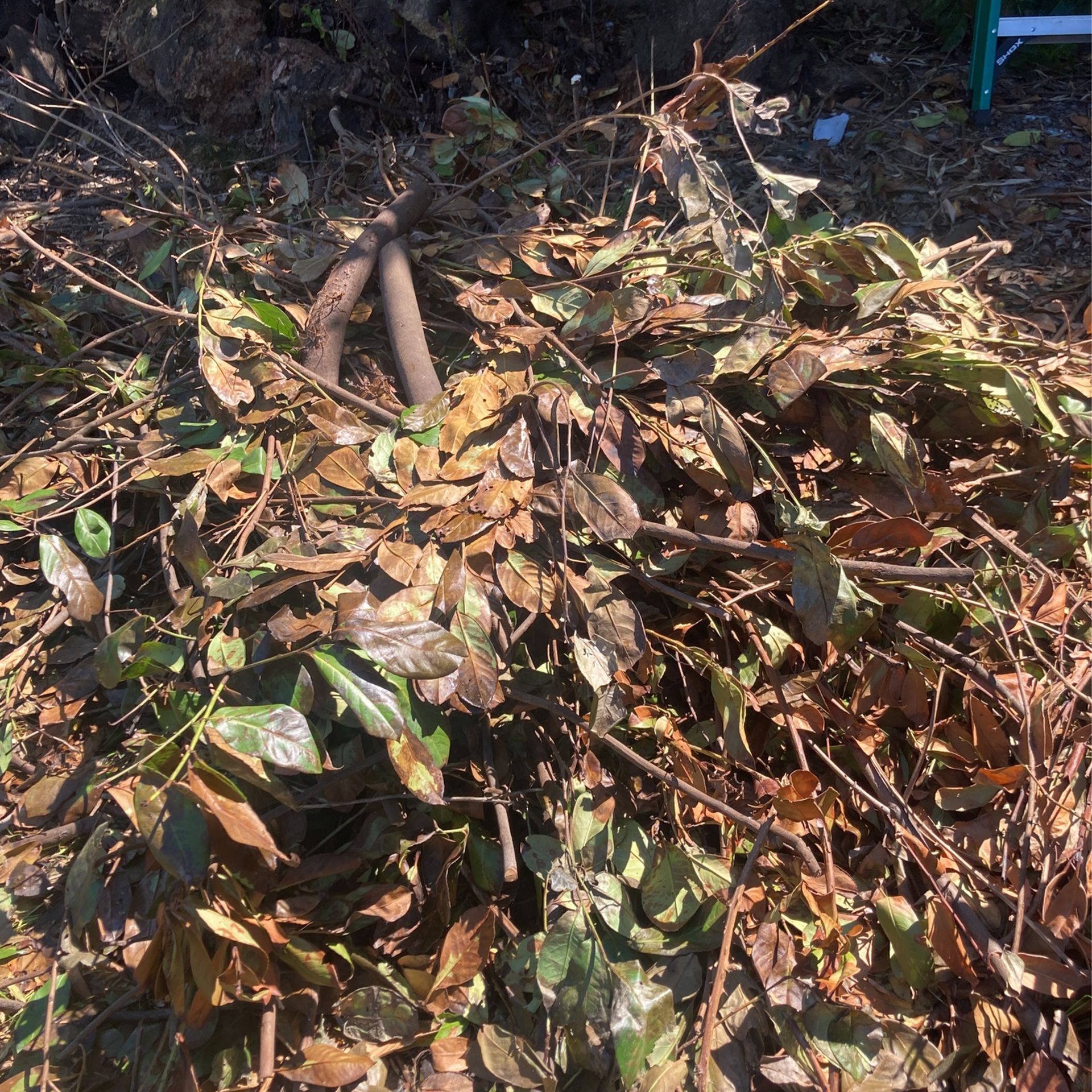 Free Debris/ Dead cherry Laurel Twigs And Branches a