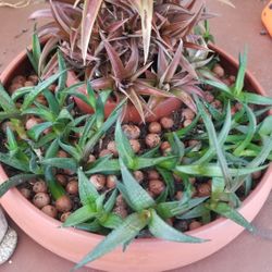 Gardiner 10" Rounded clay tray