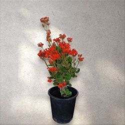 Kalanchoe Plant