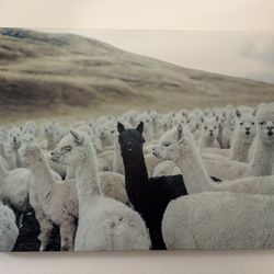 Llama Artwork