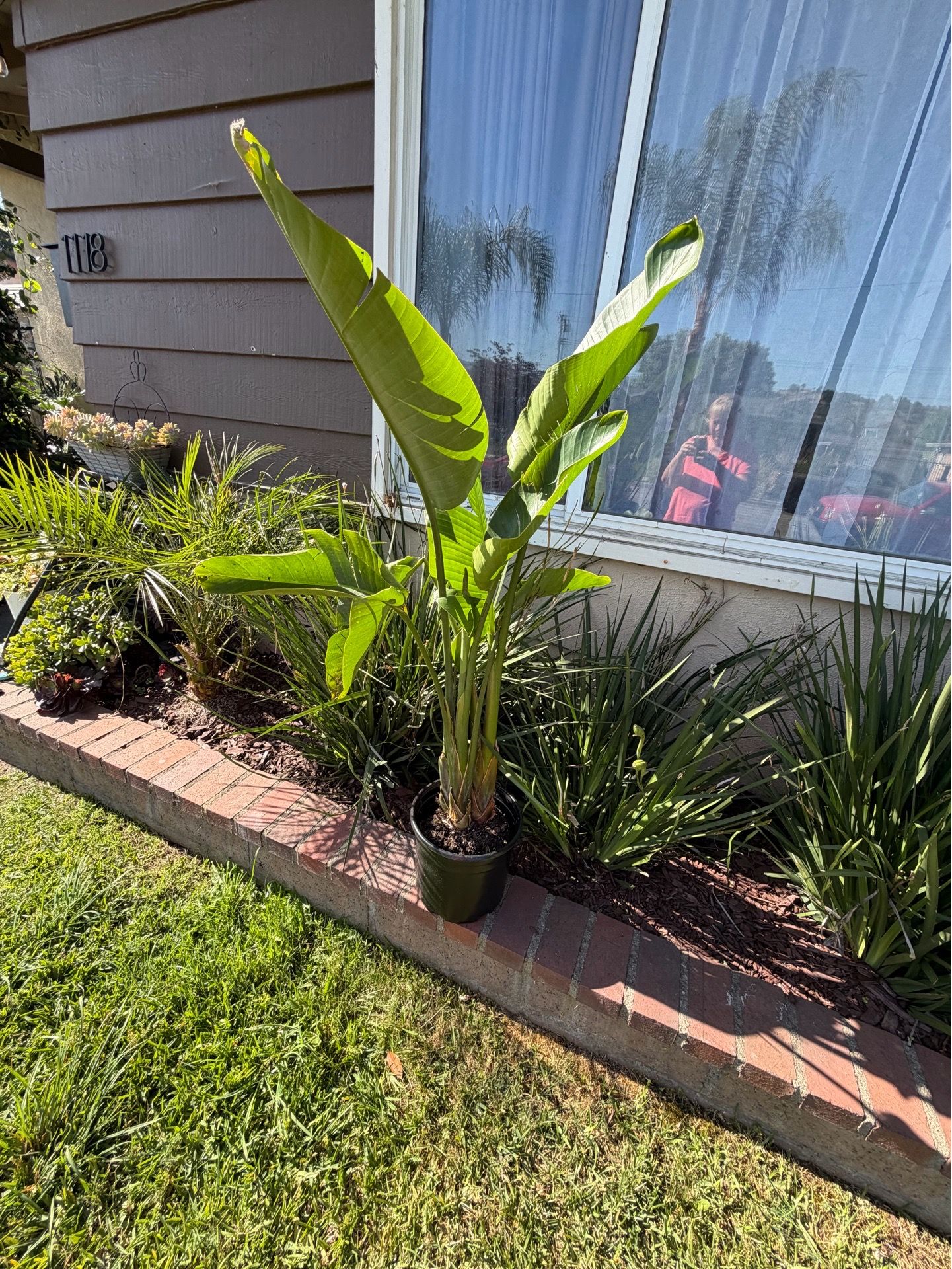 Plant