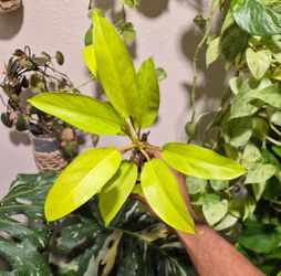 Philodendron Thai Sunrise