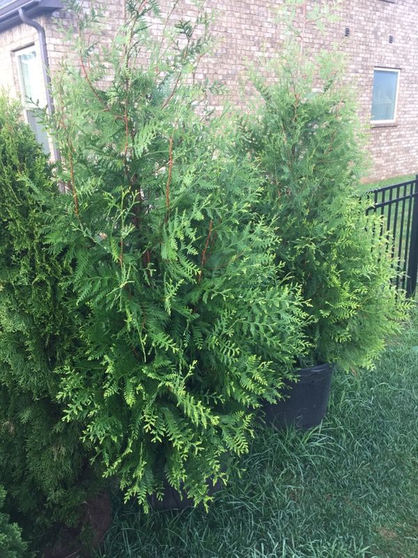 7' Green Giant Arborvitae Trees for Sale in Murfreesboro ...