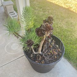 Succulents In A Huge Pot 