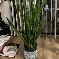 Tall Snake Plant