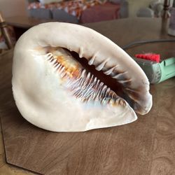 Conch Shell