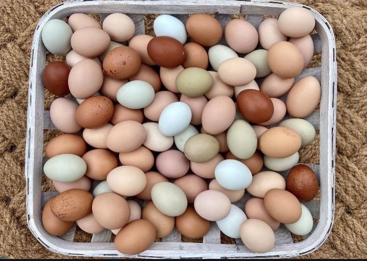 Chicken Eggs Available 