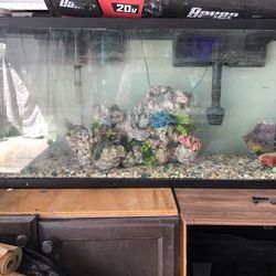 Fish Tank 