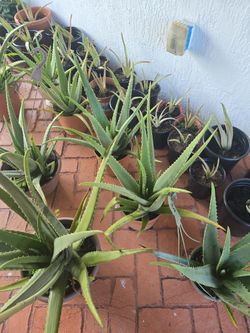 Sabilas