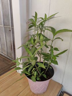 RUELLIA, MEXICAN PETUNIA PLANT PURPLE FLOWER $10  FLOR MORADA / NELLIS BLVD & CHEYENNE AVE 