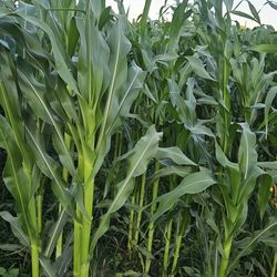 HOJAS  De Milpa.    3$  Docena 