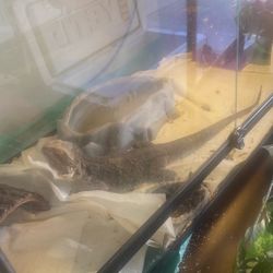 Adult bearded dragon & Complete Habitat