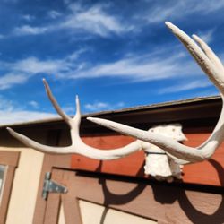 Whitetail Deer Antlers, Skull Cap Mount
