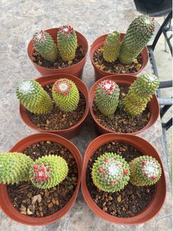 Turbincarpus Variegatus