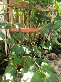 Youngn Plants For Sale Means Kava Kava