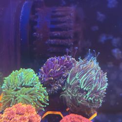 Fake Coral Decoration 