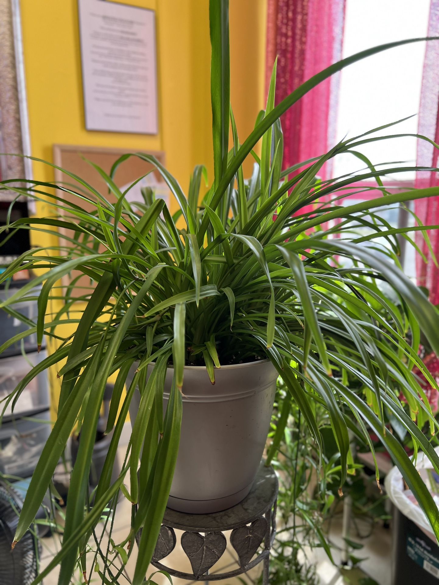 Spider Plant Cuttings (rooted)