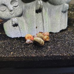 Ramshorn snails
