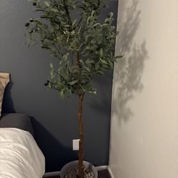 Indoor Plant 
