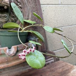 Trailing Hoya Obovata  In 6” Pot, Live Plant, Trailing  Plant, Semi-succulent