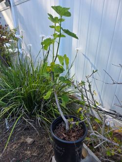 Robert's Golden Rainbow Fig Tree