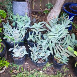 Propeller Plants - Crassula Falcata 🌱