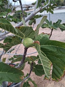 Fig trees.