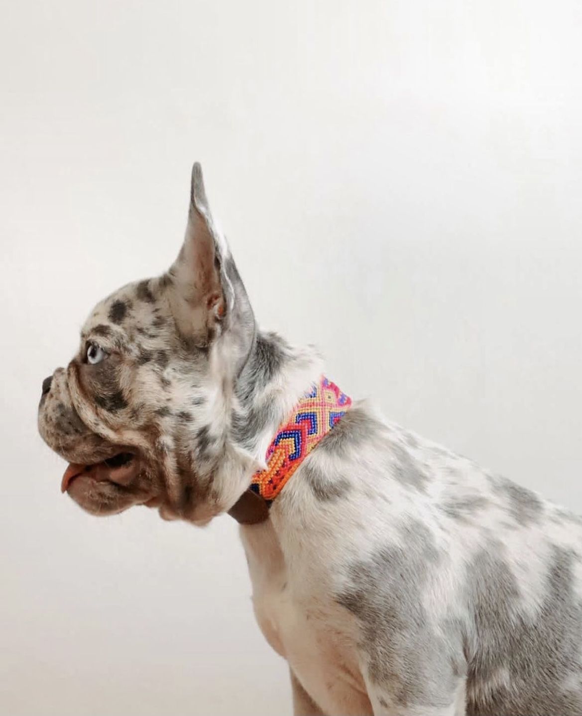 Dog Collars XS (9-11 Inch)