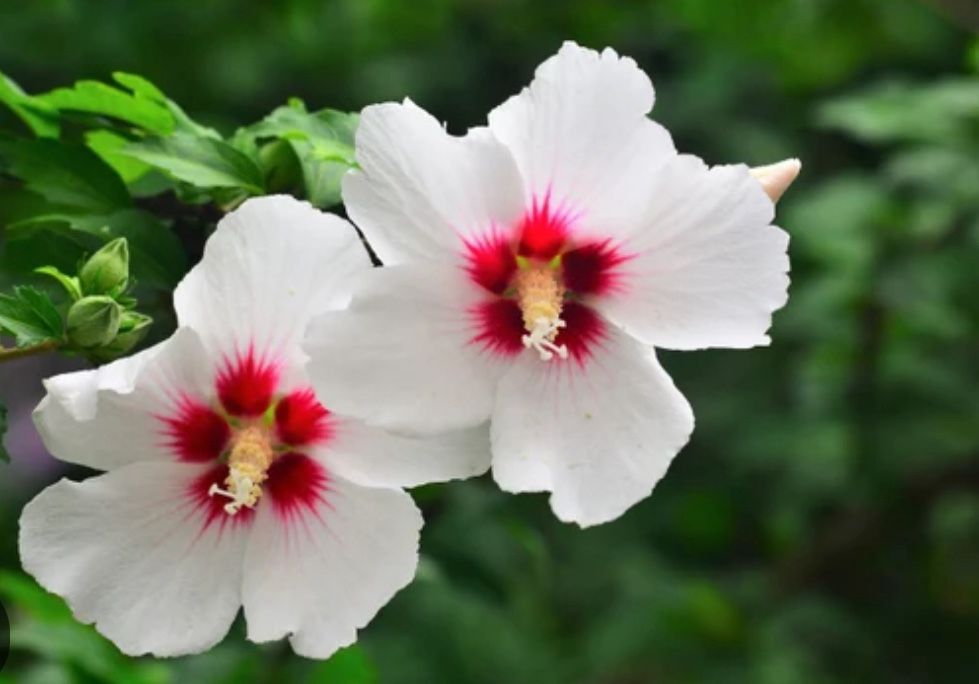 Gorgeous Rose Of Sharon Plant Starts