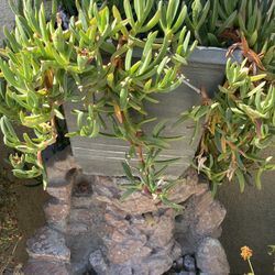 large succulant